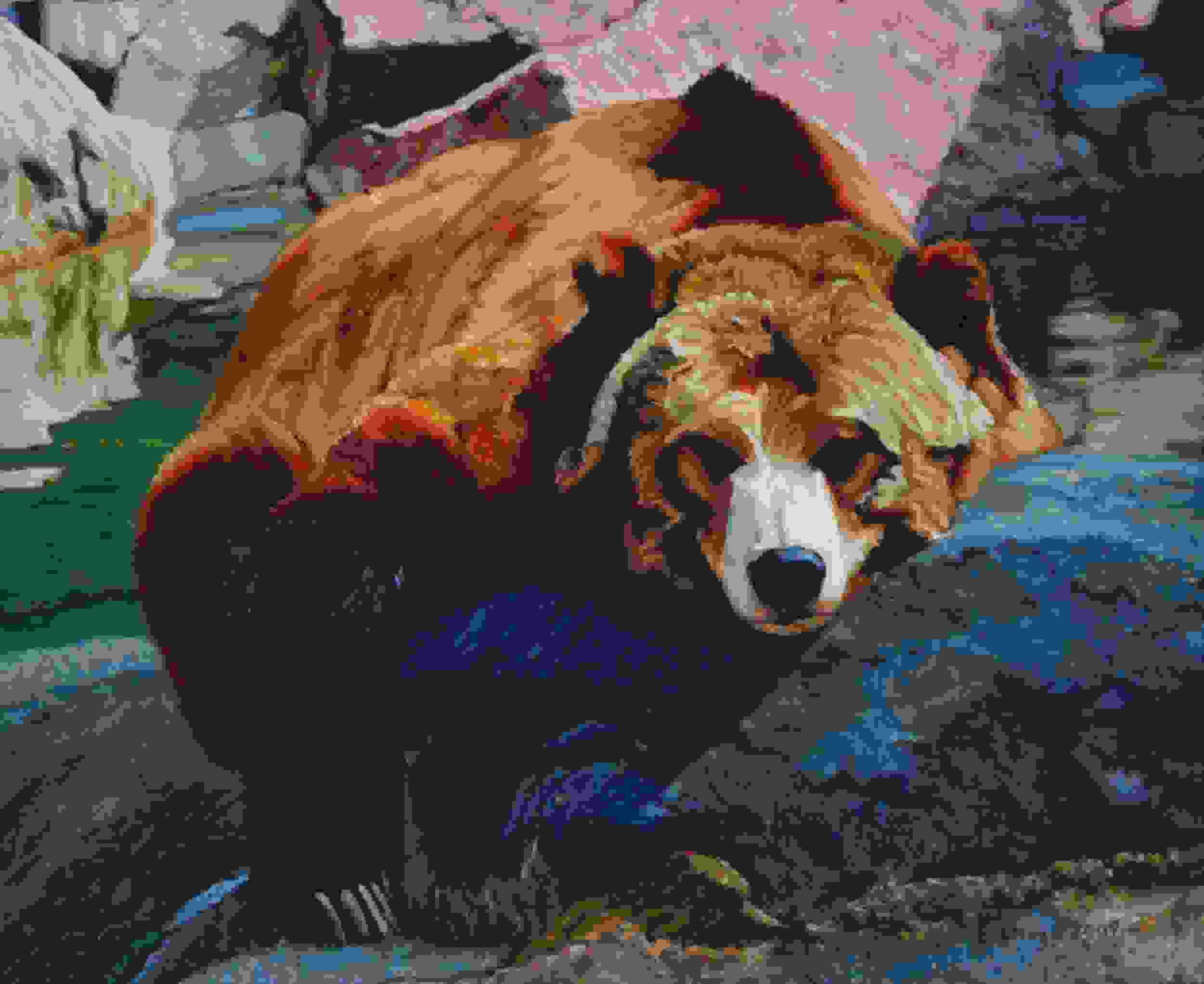 Grizzly Bear